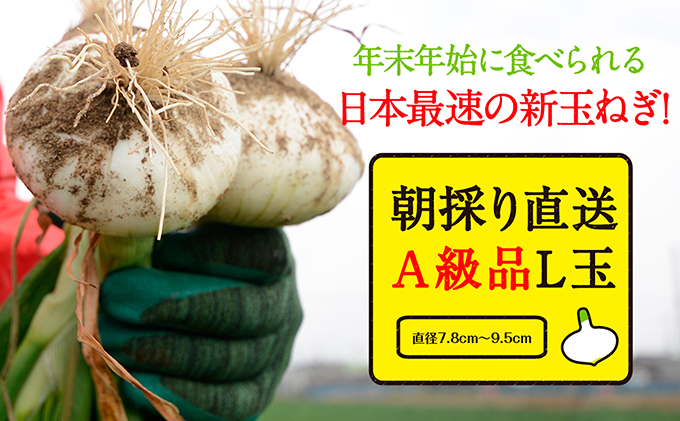 浜松篠原産【葉付新白玉ねぎ】プレミアムホワイト30玉【A級品L玉