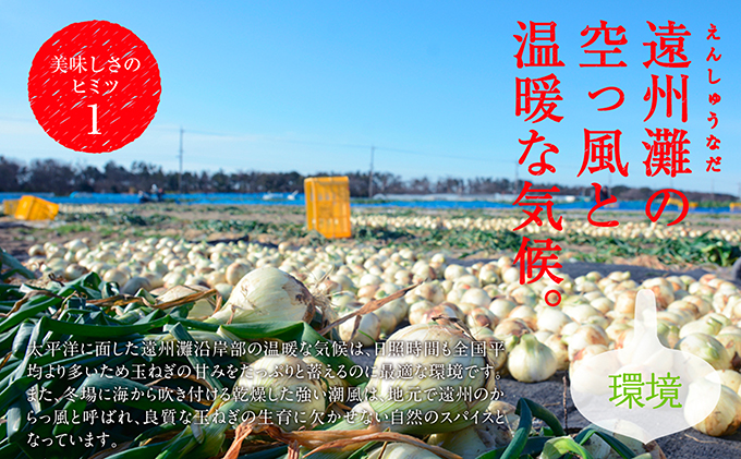 静岡県浜松市のふるさと納税 浜松篠原産【葉付新白玉ねぎ】プレミアムホワイト20玉【A級品L玉】 野菜 たまねぎ タマネギ