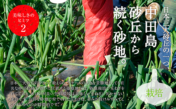静岡県浜松市のふるさと納税 浜松篠原産【葉付新白玉ねぎ】プレミアムホワイト20玉【A級品L玉】 野菜 たまねぎ タマネギ