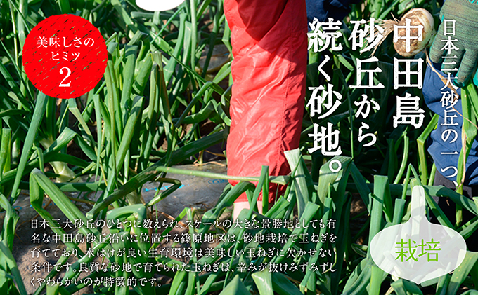 静岡県浜松市のふるさと納税 浜松篠原産新玉ねぎプレミアムフレッシュ10キロ【無選別品】 野菜 たまねぎ タマネギ 10kg