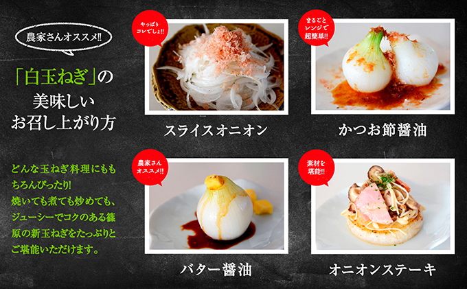 静岡県浜松市のふるさと納税 浜松篠原産【葉付新白玉ねぎ】プレミアムホワイト20玉【A級品L玉】 野菜 たまねぎ タマネギ