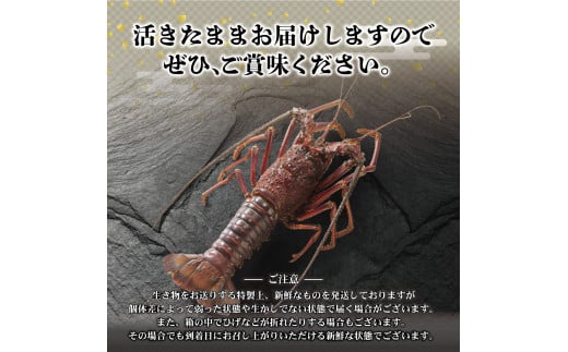 1月直送便 土佐獲れ 活伊勢海老 約700g（２尾～４尾） 