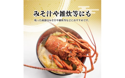 2月直送便 土佐獲れ 活伊勢海老 約700g（２尾～４尾）