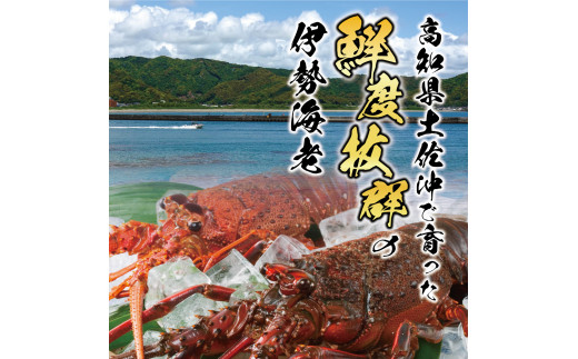 3月直送便 土佐獲れ 活伊勢海老 約700g（２尾～４尾） 