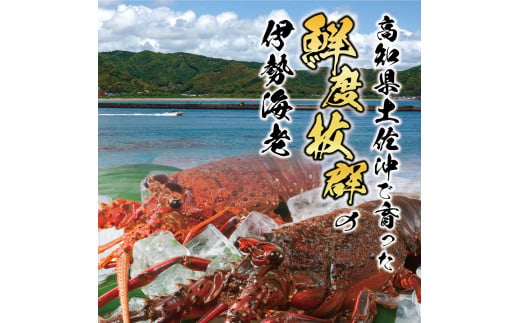 4月直送便 土佐獲れ 活伊勢海老 約700g（２尾～４尾）