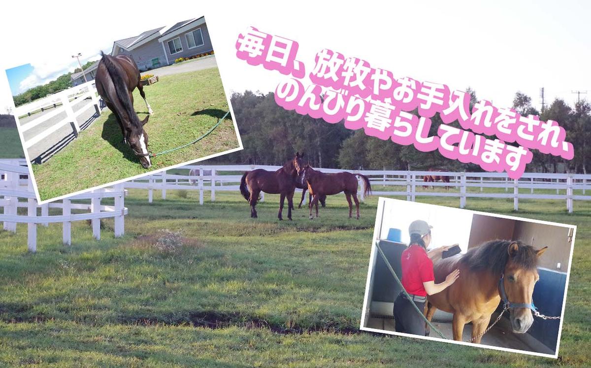 競走馬のふるさと 北海道 新ひだか町 ライディングヒルズ静内 馬 への 牧草ロール プレゼント 静内 うま サラブレッド ポニー 引退馬