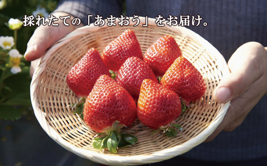 福岡県福津市のふるさと納税 【2026年1月より順次発送】福津産『空飛ぶあまおう』約180g×6パック【スカイフローラファーム】[G0150]