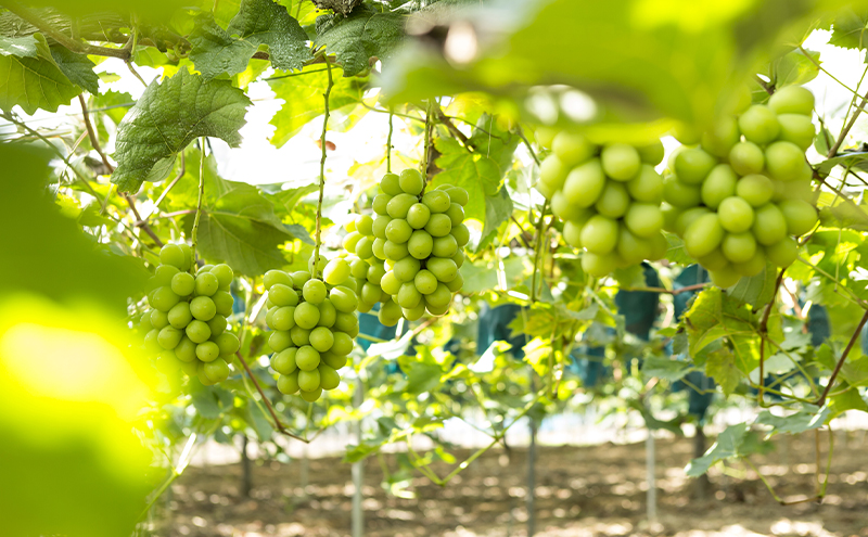 【2026年先行予約】 ぶどう 岡山県産 シャインマスカット  1房箱（約800g） 《2026年10月中旬-11月下旬頃出荷》 葡萄 ブドウフルーツ 果物 スイーツ 数量限定 期間限定 岡山 里庄町 ブドウ ぶどう 葡萄