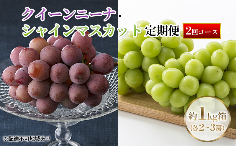 【定期便】【2026年先行予約】 ぶどう 岡山県産 クイーンニーナ ・ シャインマスカット 1kg箱（各2～3房） 定期便 2回 《2026年9月上旬-10月下旬頃出荷》 葡萄 ブドウ 岡山県産 フルーツ 果物 数量限定