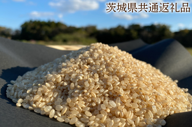 【栽培期間農薬不使用】R7年産 マキタ超こしひかり 玄米5kg【茨城県共通返礼品・行方市産】【おいしい お米 マキタ 減農薬 安心  鹿嶋市】（KBE-91）