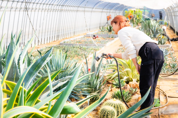 パリー・トランカータ （KCP-4）