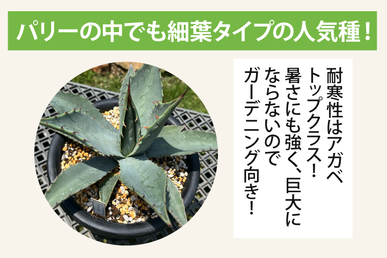 パリー・パリー （KCP-5）