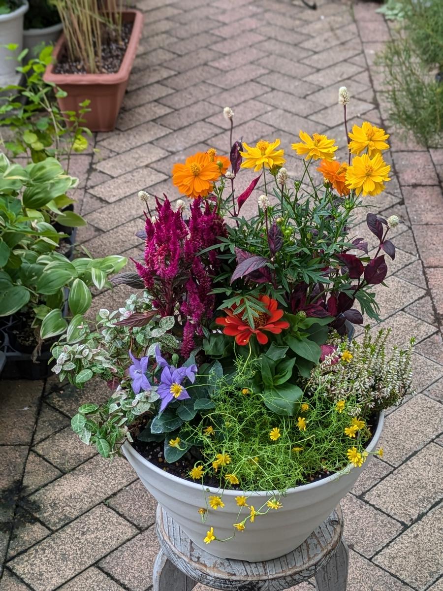 ガーデニング 季節の寄せ植え［142F01］ / 愛知県小牧市 | セゾンの