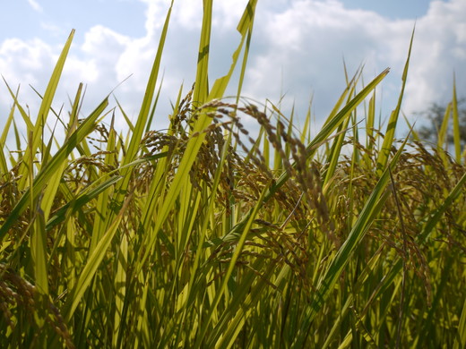 【新米】【令和7年産】環境こだわり米「みずかがみ」白米【5kg×1袋】【K124W】