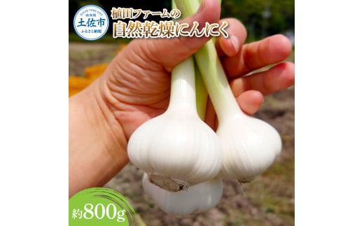 【高知県土佐市】植田ファームの自然乾燥にんにく800g 800グラム ニンニク ガーリック おつまみ お酒 料理 醤油漬け ガーリックオイル ペペロンチーノ パスタ スパゲッティ ステーキ 無農薬 美味しい