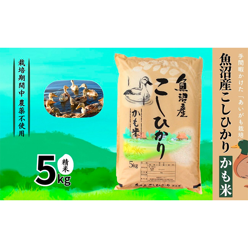 [令和7年産]魚沼産コシヒカリかも米(精米)5kg ※栽培期間中農薬不使用 米 お米 こしひかり 精米 かも米 中魚沼 新潟県 十日町市