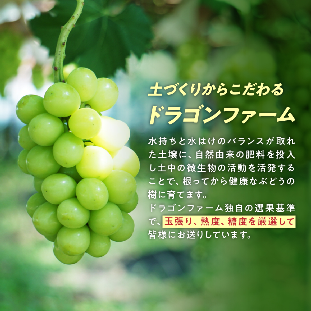 山梨県甲斐市のふるさと納税 【2025年発送】土にこだわったシャインマスカット 1.2kg 2房以上 先行予約 山梨県産 朝採り 新鮮 シャインマスカット 国産 産地直送 人気 おすすめ 贈答 ギフト お取り寄せ フルーツ 果物 くだもの ぶどう ブドウ 葡萄 新鮮 甘い 皮ごと 甲斐市 BI-5