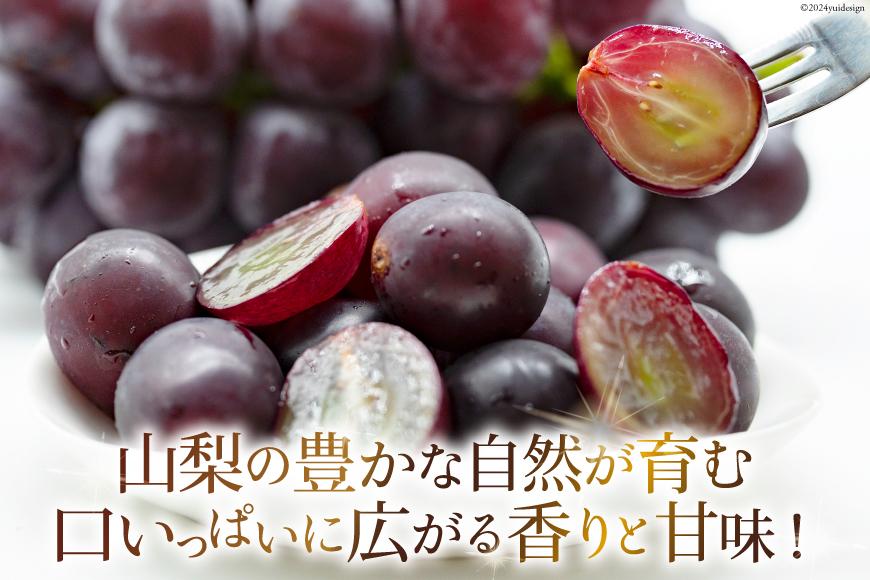 山梨県中央市のふるさと納税 山梨県産 ピオーネ 約1.8kg [株式会社えべし 山梨県 中央市 21470729] フルーツ 果物 くだもの 産地直送 期間限定 季節限定 冷蔵 【2026年8月下旬-10月上旬発送予定】