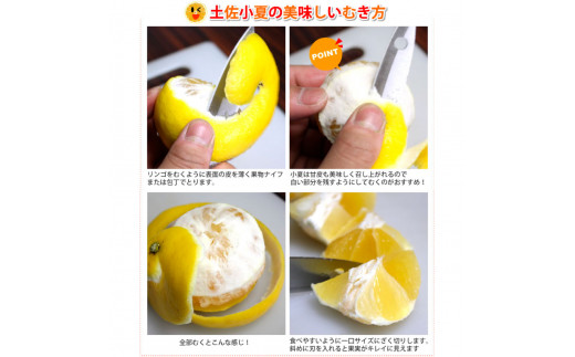 SKS066　【先行予約】訳あり 土佐小夏 2.5kg 2.5キロ サイズお任せ こなつ コナツ 柑橘 かんきつ 柑橘類 フルーツ 果物 くだもの デザート おやつ ジュース ジャム 美味しい 家庭用 ご自宅用 訳アリ
