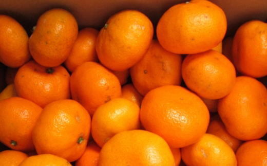 【ブランドみかん】田村みかん 大玉 約10kg (3Lサイズ) ※2025年11月下旬～12月下旬頃に順次発送予定