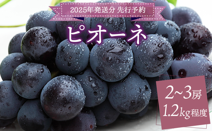 ＜2025年発送分 先行予約＞ピオーネ 1