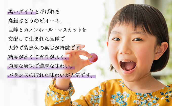 岡山県鏡野町のふるさと納税 ＜2025年発送分 先行予約＞ピオーネ 1.2kg以上（2～3房）［025-a011］