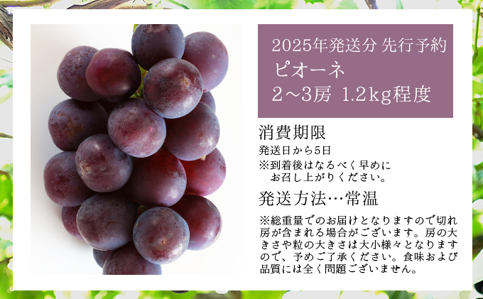 岡山県鏡野町のふるさと納税 ＜2025年発送分 先行予約＞ピオーネ 1.2kg以上（2～3房）［025-a011］