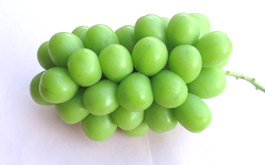 山形県南陽市のふるさと納税 【令和7年産先行予約】 クリスマス シャインマスカット 750g以上 (1房 秀) 《令和7年12月19日～発送》 『フナヤマ農園』 山形県 南陽市 [1112]