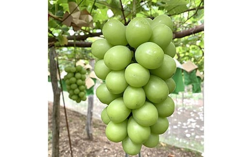 山形県南陽市のふるさと納税 【令和7年産先行予約】 クリスマス シャインマスカット 750g以上 (1房 秀) 《令和7年12月19日～発送》 『フナヤマ農園』 山形県 南陽市 [1112]