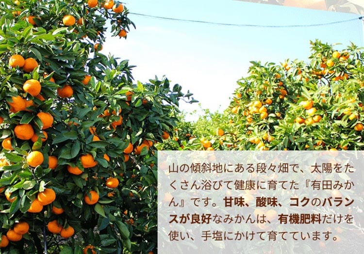 ＼光センサー選別／こだわりの完熟有田みかん 6kg＋250g(傷み補償分) 【ご家庭用】サイズ混合 ｜ふるさと納税 みかん 有機質肥料100%◇※2025年11月中旬～2026年1月上旬頃に順次発送予定※北海道・沖縄・離島への配送不可