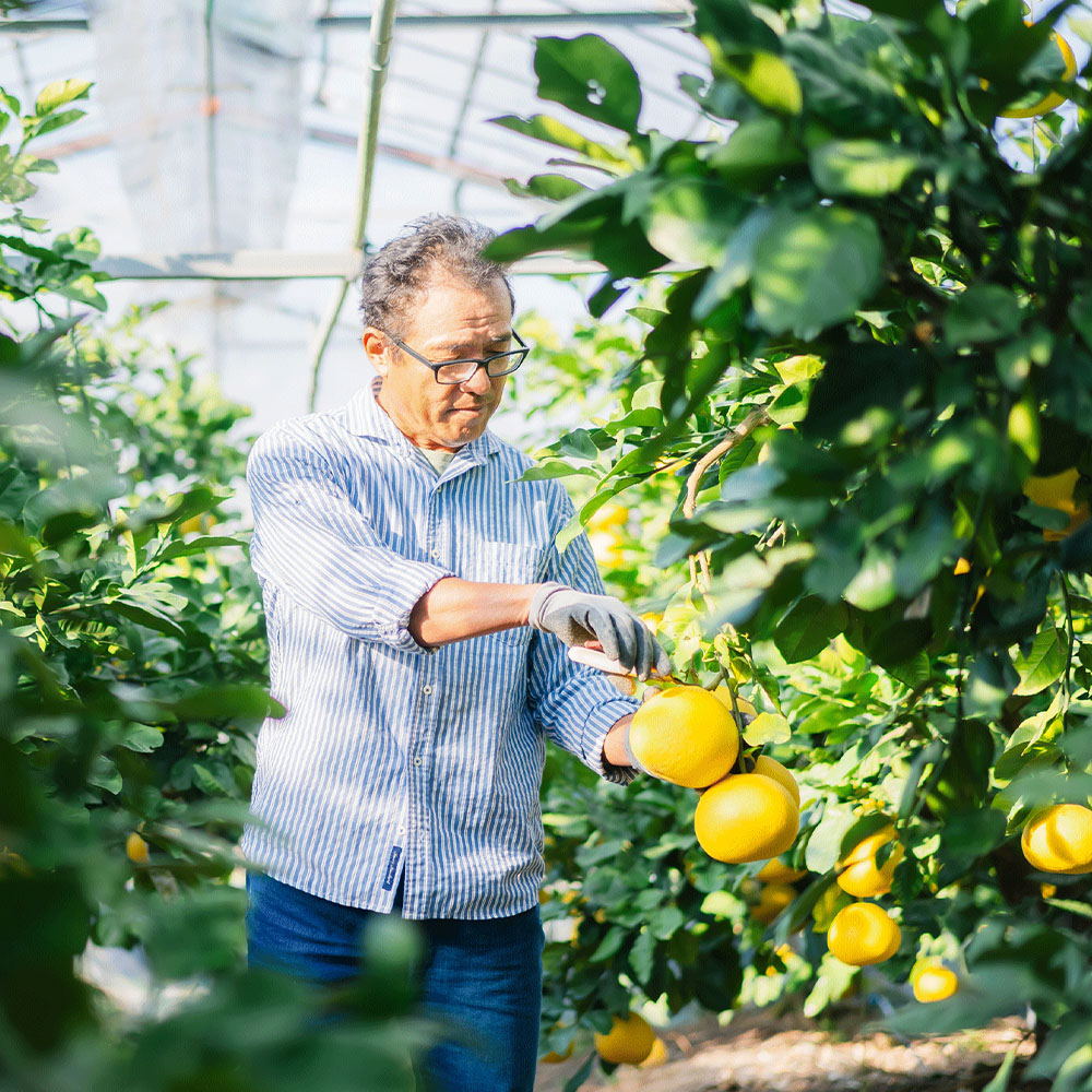 温室土佐文旦 ブンタン ぶんたん 特選 約3kg 約3キロ 5～6個 2L～3Lサイズ 柑橘 かんきつ 柑橘類 フルーツ 果物 くだもの デザート スイーツ おやつ 贈答 プレゼント ギフト 高橋農園直送 常温 配送 高知県 高知 土佐市