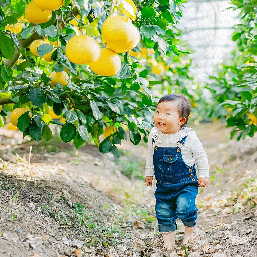 温室土佐文旦 ブンタン ぶんたん 特選 約3kg 約3キロ 5～6個 2L～3Lサイズ 柑橘 かんきつ 柑橘類 フルーツ 果物 くだもの デザート スイーツ おやつ 贈答 プレゼント ギフト 高橋農園直送 常温 配送 高知県 高知 土佐市