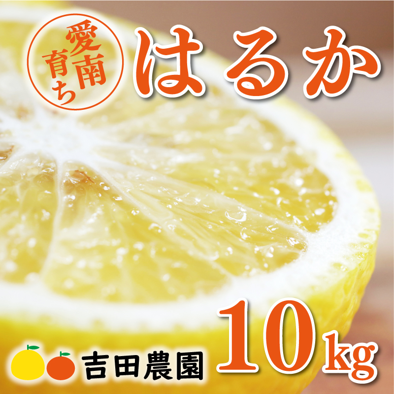 【愛媛県愛南町】数量限定 先行予約 はるか 10kg 18000円 みかん mikan 蜜柑 ミカン 国産 産地直送 農家直送 期間限定 特産品 ゼリー ジュース アイス 等に 人気 限定 フルーツ 果物 柑橘 甘い おいしい ジューシー お取り寄せ ギフト プレゼント サイズ ミックス 吉田農園 愛