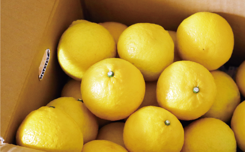 数量限定 先行予約 はるか 10kg 18000円 みかん mikan 蜜柑 ミカン 国産 産地直送 農家直送 期間限定 特産品 ゼリー ジュース アイス 等に 人気 限定 フルーツ 果物 柑橘 甘い おいしい ジューシー お取り寄せ ギフト プレゼント サイズ ミックス 吉田農園 愛南町 愛媛県