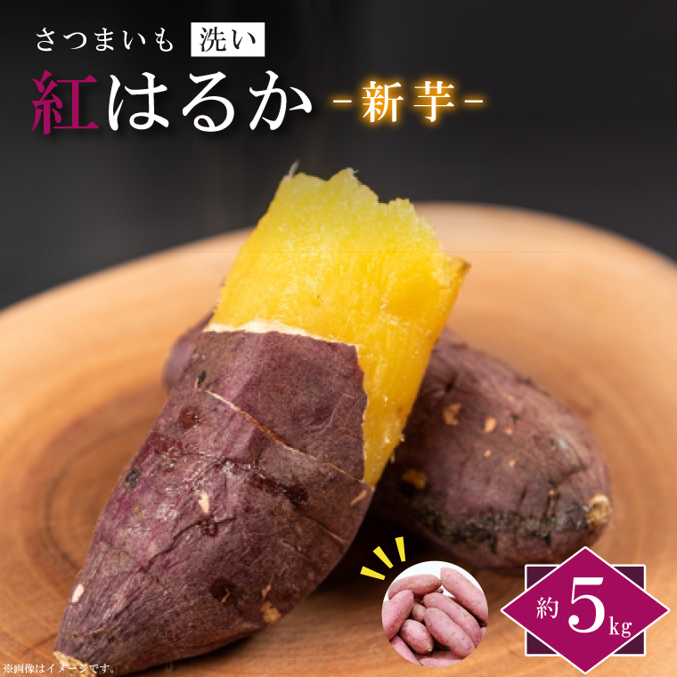 【2025年9月より順次発送】農産物直売所「やさいの声」紅はるか 新芋 洗い 約5kg|さつまいも サツマイモ 紅はるか 洗い 行方市 ふるさと納税(EK-9)