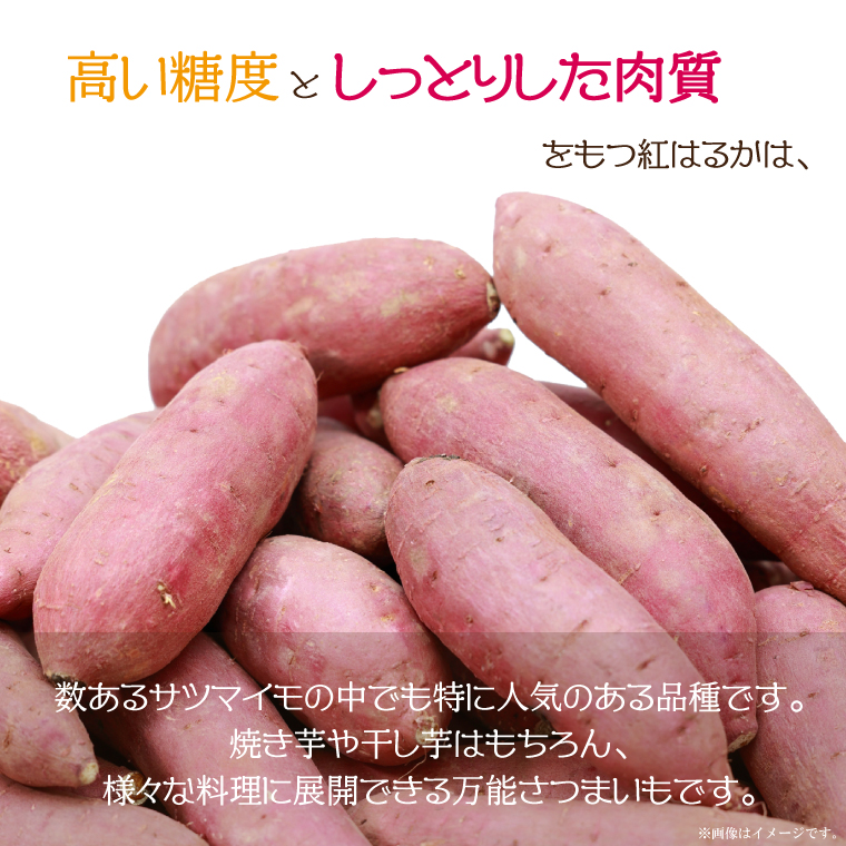 【2025年9月より順次発送】農産物直売所「やさいの声」紅はるか 新芋 洗い 約5kg|さつまいも サツマイモ 紅はるか 洗い 行方市 ふるさと納税(EK-9)