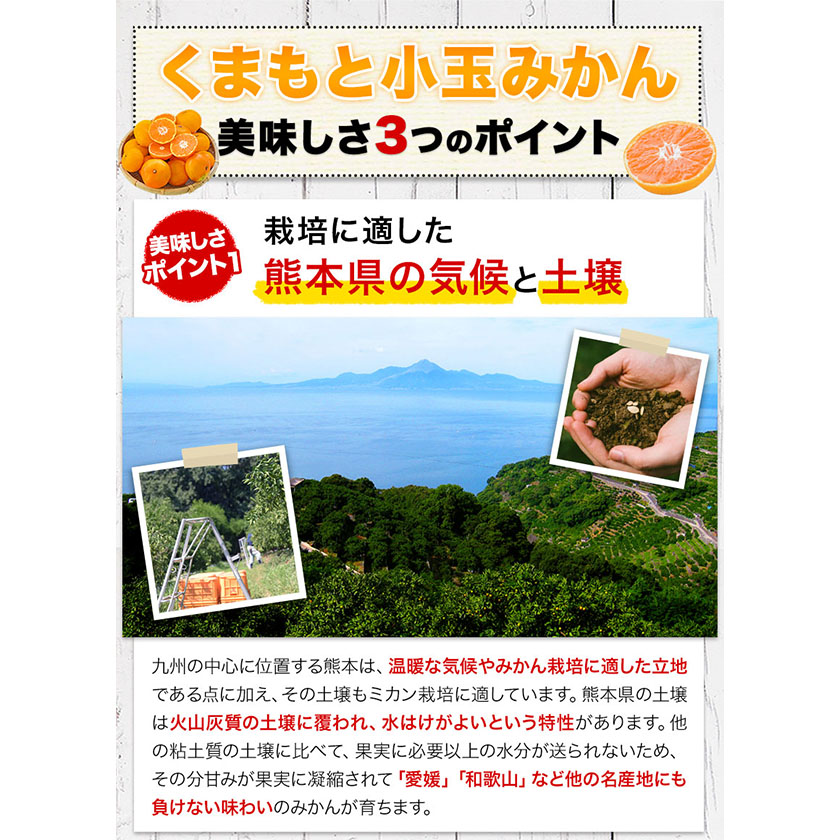 熊本県長洲町のふるさと納税 訳あり みかん 小玉みかん くまもと小玉みかん 2.5kg (2.5kg×1箱) 秋 旬 不揃い 傷 ご家庭用 SDGs 小玉 たっぷり 熊本県 産 S-3Sサイズ フルーツ 旬 柑橘 長洲町 温州みかん《2025年10月中旬-12月末頃出荷》