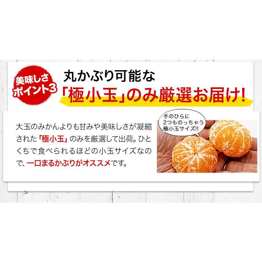 熊本県長洲町のふるさと納税 訳あり みかん 小玉みかん くまもと小玉みかん 2.5kg (2.5kg×1箱) 秋 旬 不揃い 傷 ご家庭用 SDGs 小玉 たっぷり 熊本県 産 S-3Sサイズ フルーツ 旬 柑橘 長洲町 温州みかん《2025年10月中旬-12月末頃出荷》