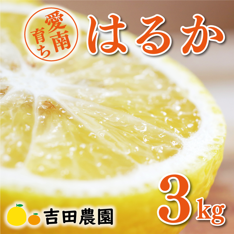yQ쒬zʌ s\ ͂邩 3kg 7000~ ݂ mikan  ~J Y Yn _ƒ Ԍ Yi [[ W[X ACX  lC  t[c ʕ k Â  W[V[  Mtg v[g TCY ~bNX 쒬 Q