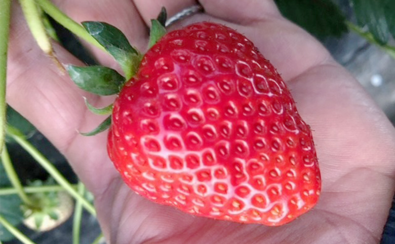 農家直送！こだわりの大玉いちご　約360g×1箱 果物類 フルーツ 果物 