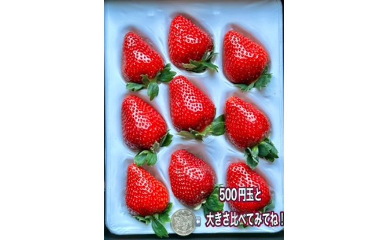 農家直送！こだわりの大玉いちご　約360g×1箱 果物類 フルーツ 果物 