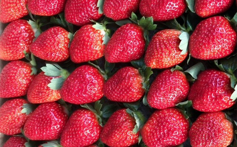 農家直送！こだわりの大玉いちご　約360g×1箱 果物類 フルーツ 果物 