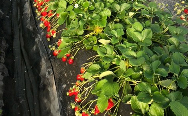 農家直送！こだわりの大玉いちご　約360g×1箱 果物類 フルーツ 果物 