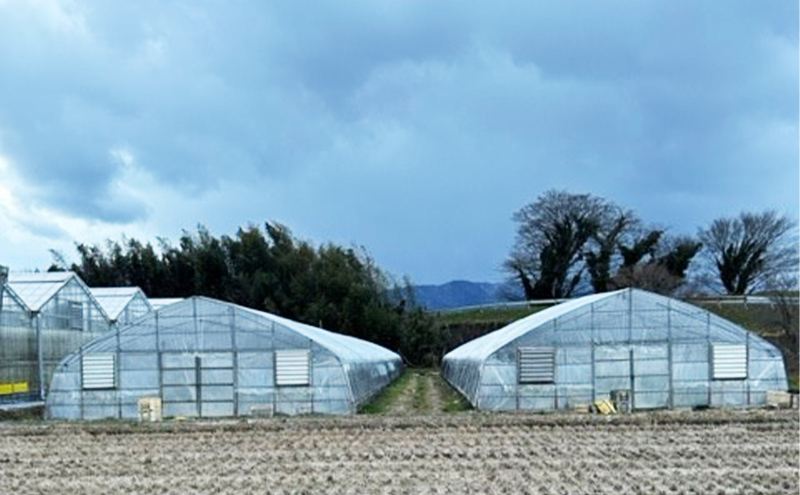 農家直送！こだわりの大玉いちご　約360g×1箱 果物類 フルーツ 果物 