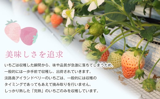 淡路島アイランドベリー　白苺淡雪　Mサイズ【2026年3月発送予約受付・お届け日指定不可】　[いちご]