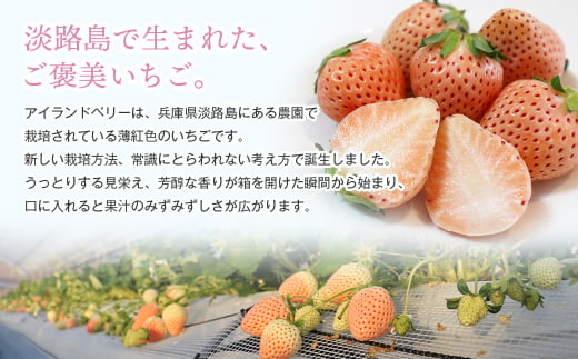 淡路島アイランドベリー　白苺淡雪　Mサイズ【2026年4月発送予約受付・お届け日指定不可】　白いちご