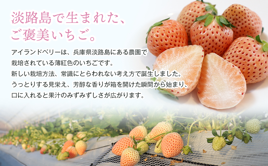 淡路島アイランドベリー　紅白いちご　淡雪/とちおとめ【2026年3月発送予約受付・お届け日指定不可】　[いちご]