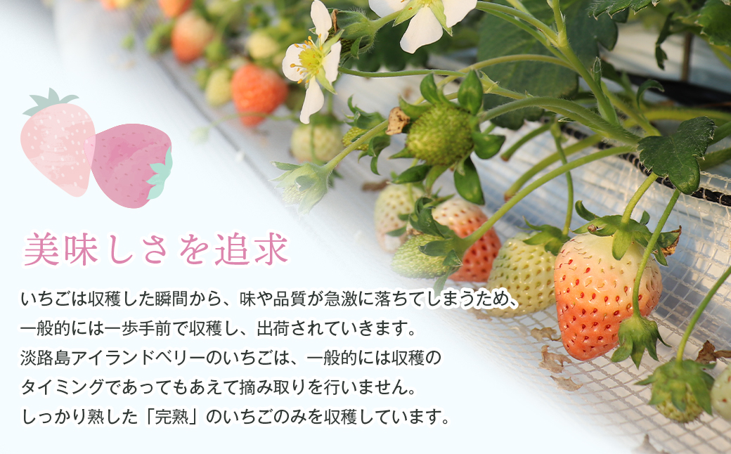 淡路島アイランドベリー　紅白いちご　淡雪/とちおとめ【2026年3月発送予約受付・お届け日指定不可】　[いちご]