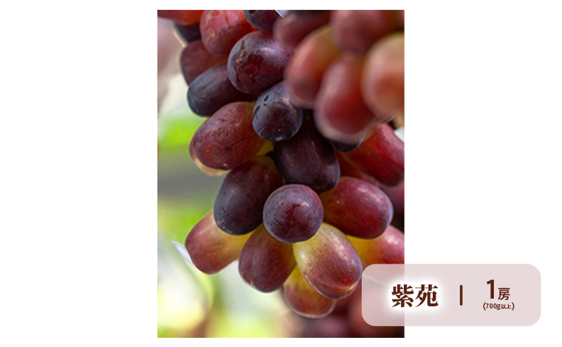 ぶどう 梨 定期便 2026年 先行予約 晴れの国 岡山 の フルーツ 定期便 4回コース 葡萄 なし 岡山県産 国産 セット ギフト