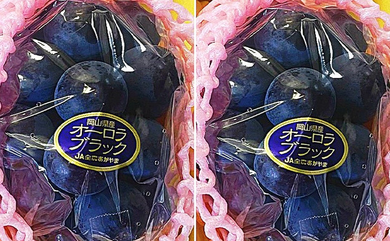 ぶどう 2026年 先行予約 オーロラブラック 2房(1房480g以上)　化粧箱入り ブドウ 葡萄 岡山県産 国産 フルーツ 果物 ギフト